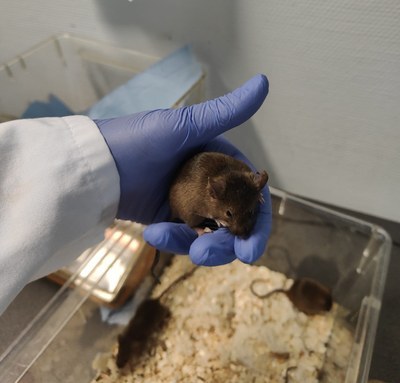 Uses of animals in regulatory testing of industrial chemicals (Indicator)