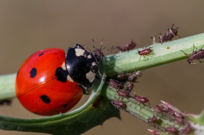 Pesticides: what are the risks to our health and to the environment?