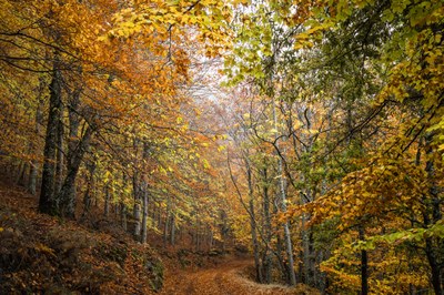 How are European forest ecosystems doing?