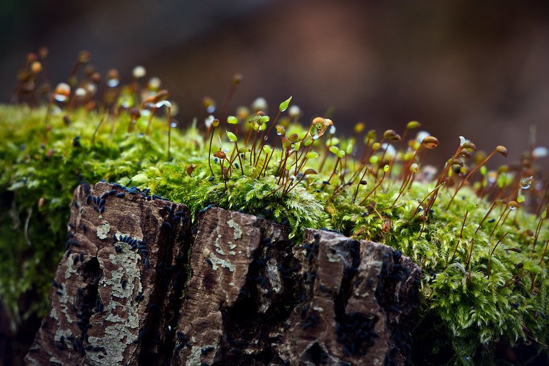 Close-up image of green leaflings sprouting from a tree trunk.